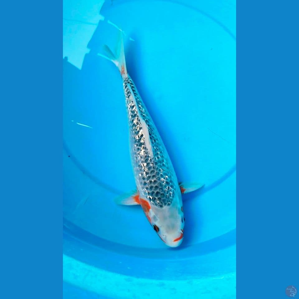 male hana asagi ginrin padet 33cm