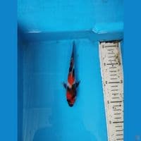 showa 17cm