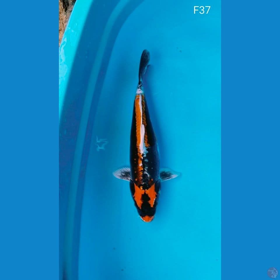 kabuto 37cm