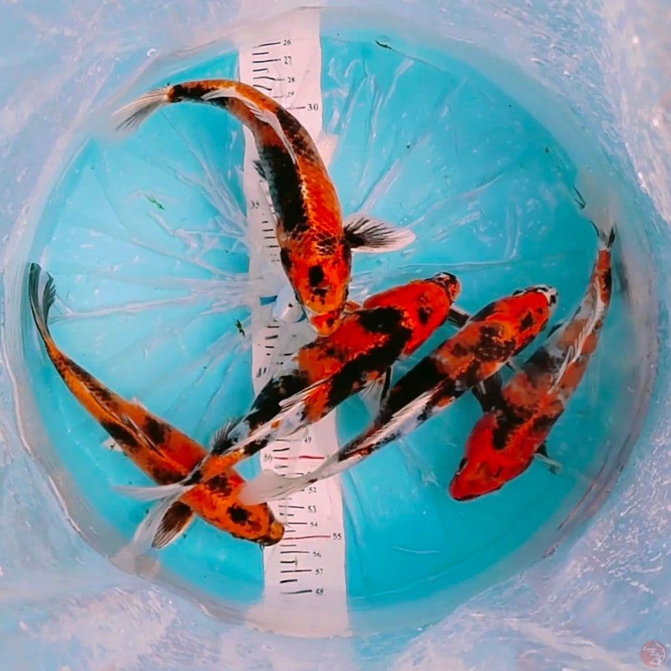 kin showa 23_25cm