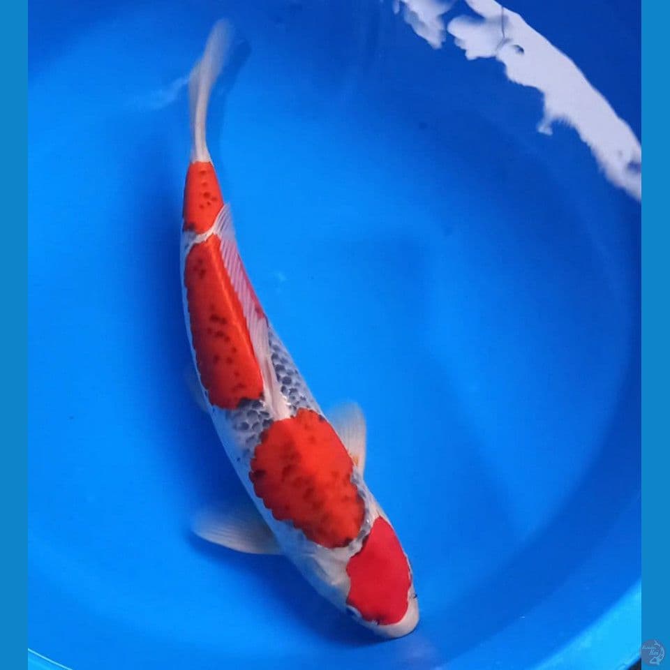 GOSHIKI 4 STEP 43CM MALE
