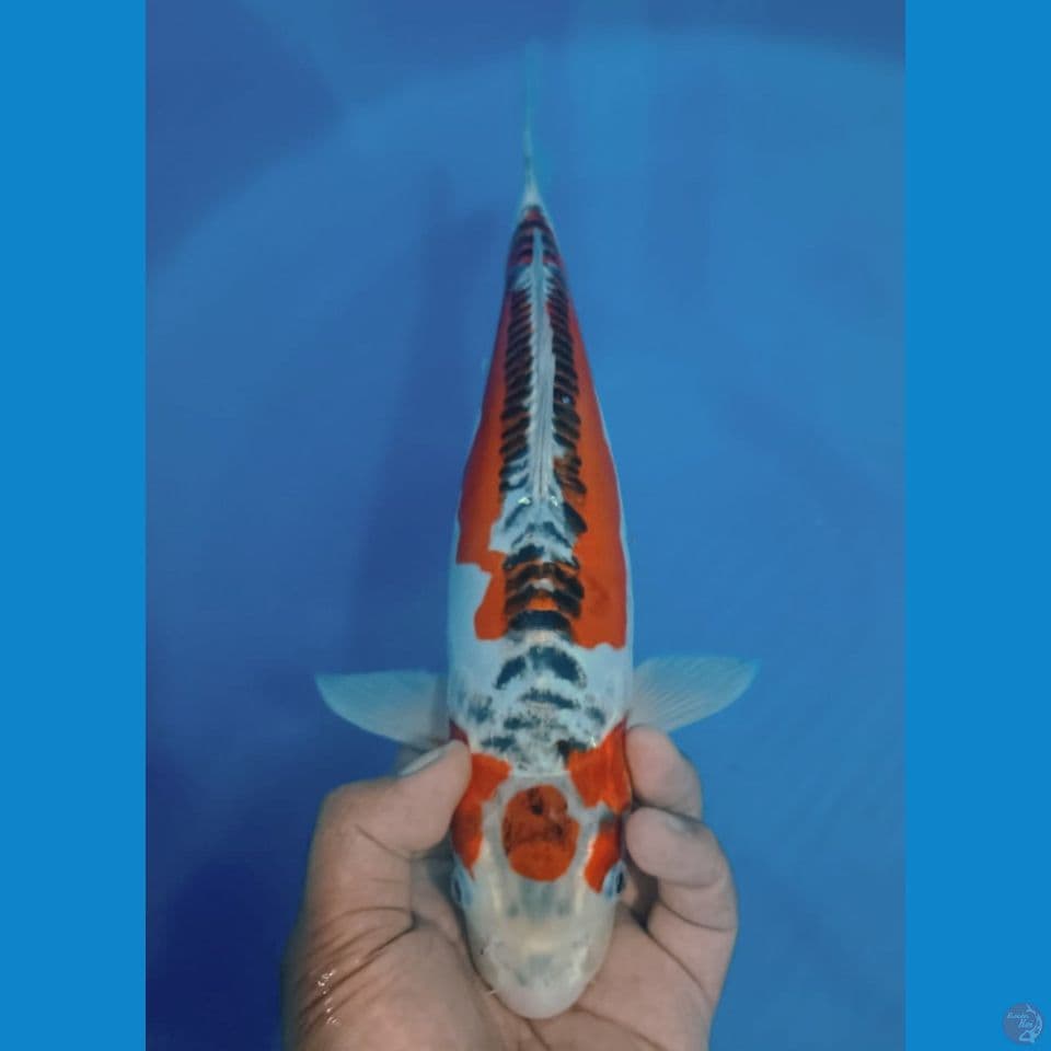 HANA SUSHUI 40CM