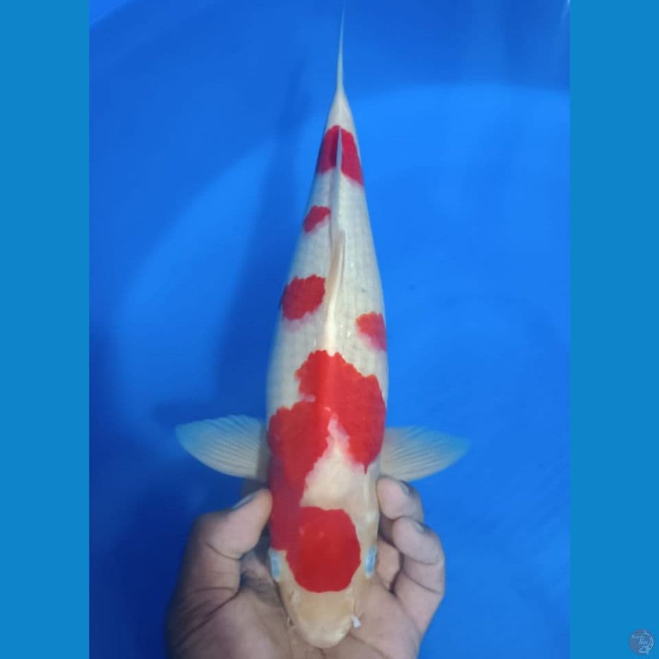 KOHAKU 40CM