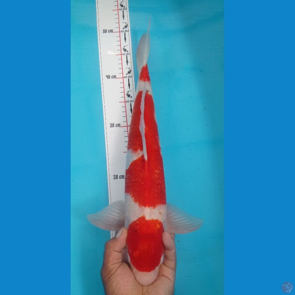 KOHAKU 48CM