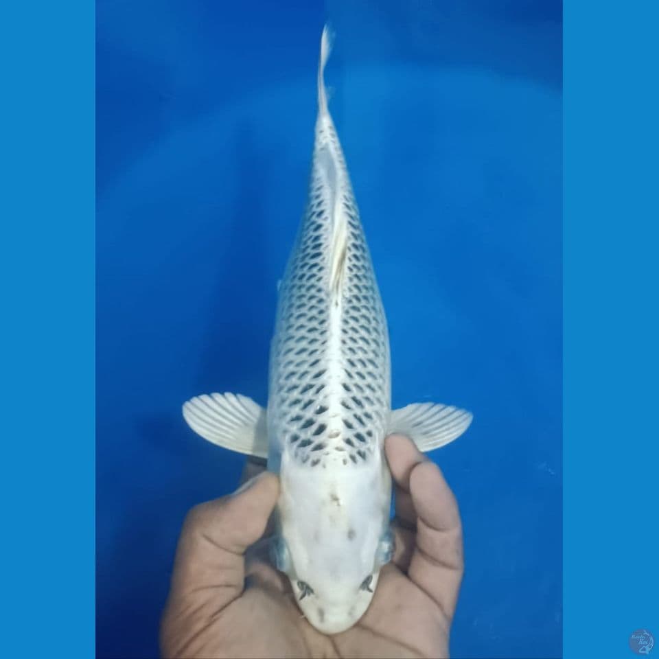 GIN MATSU 35CM