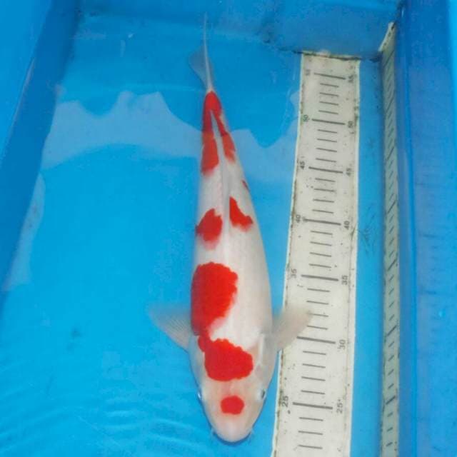 SAKURA KOHAKU