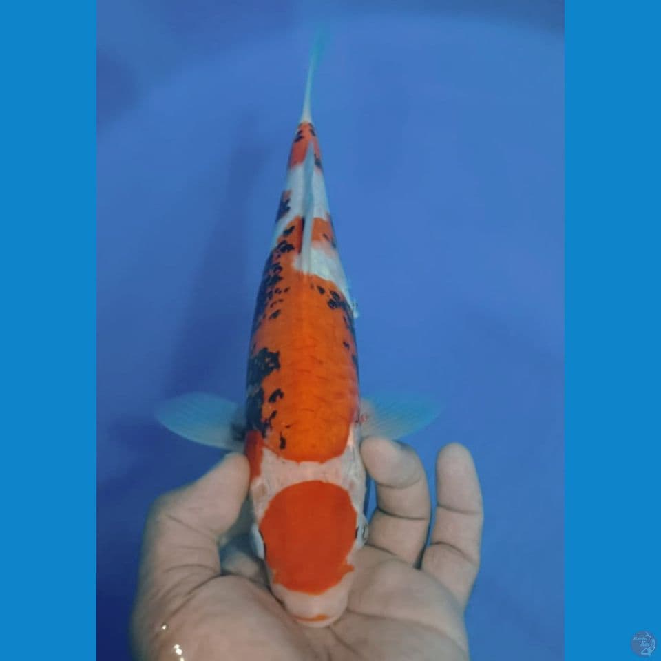 MARU MATSU 30CM