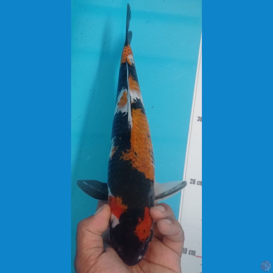 KAGE 37CM