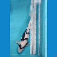 Shiro Utsuri 43cm Female