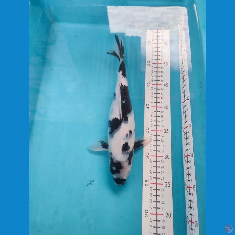 Shiro Utsuri 30cm Female