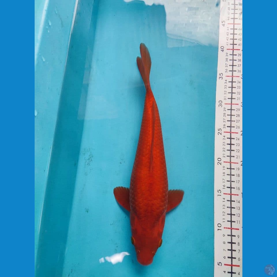 Chagoi Caramel 33cm Female