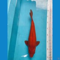 Chagoi Caramel 33cm Female