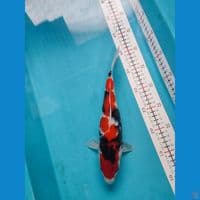 Showa 28cm Female