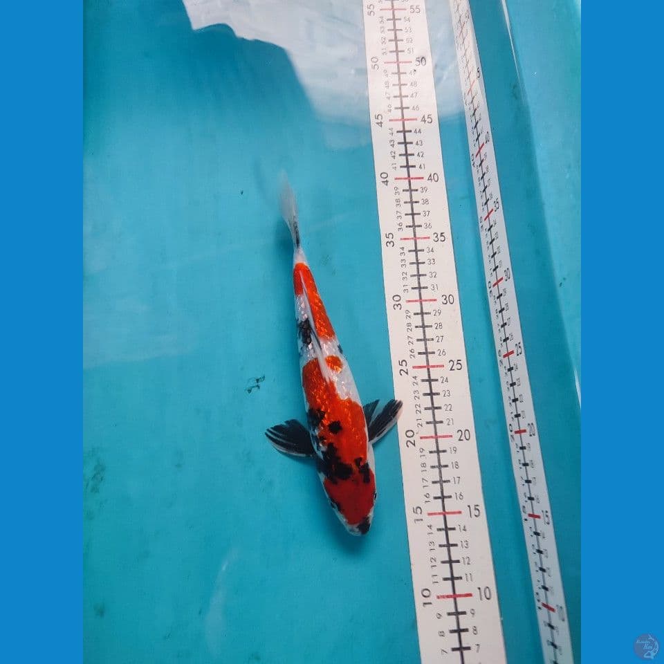 Showa Ginrin 25cm Male
