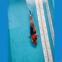 Showa 27cm Female