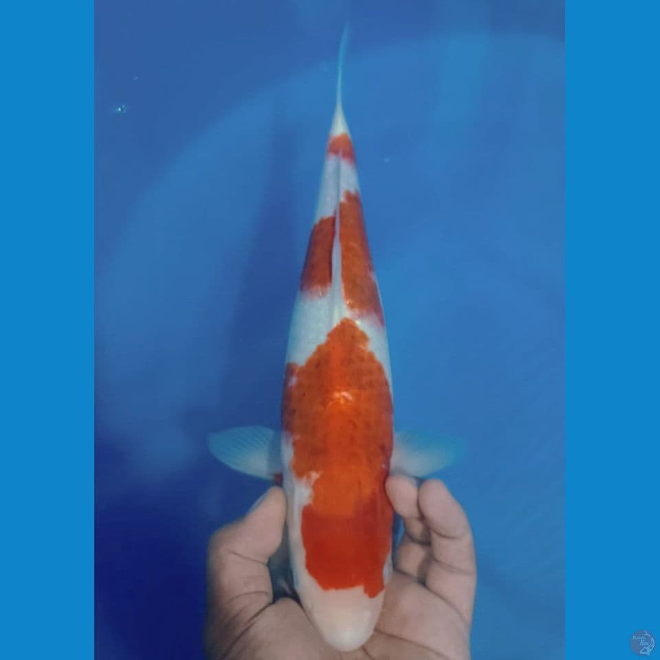 AI GOROMO 35CM
