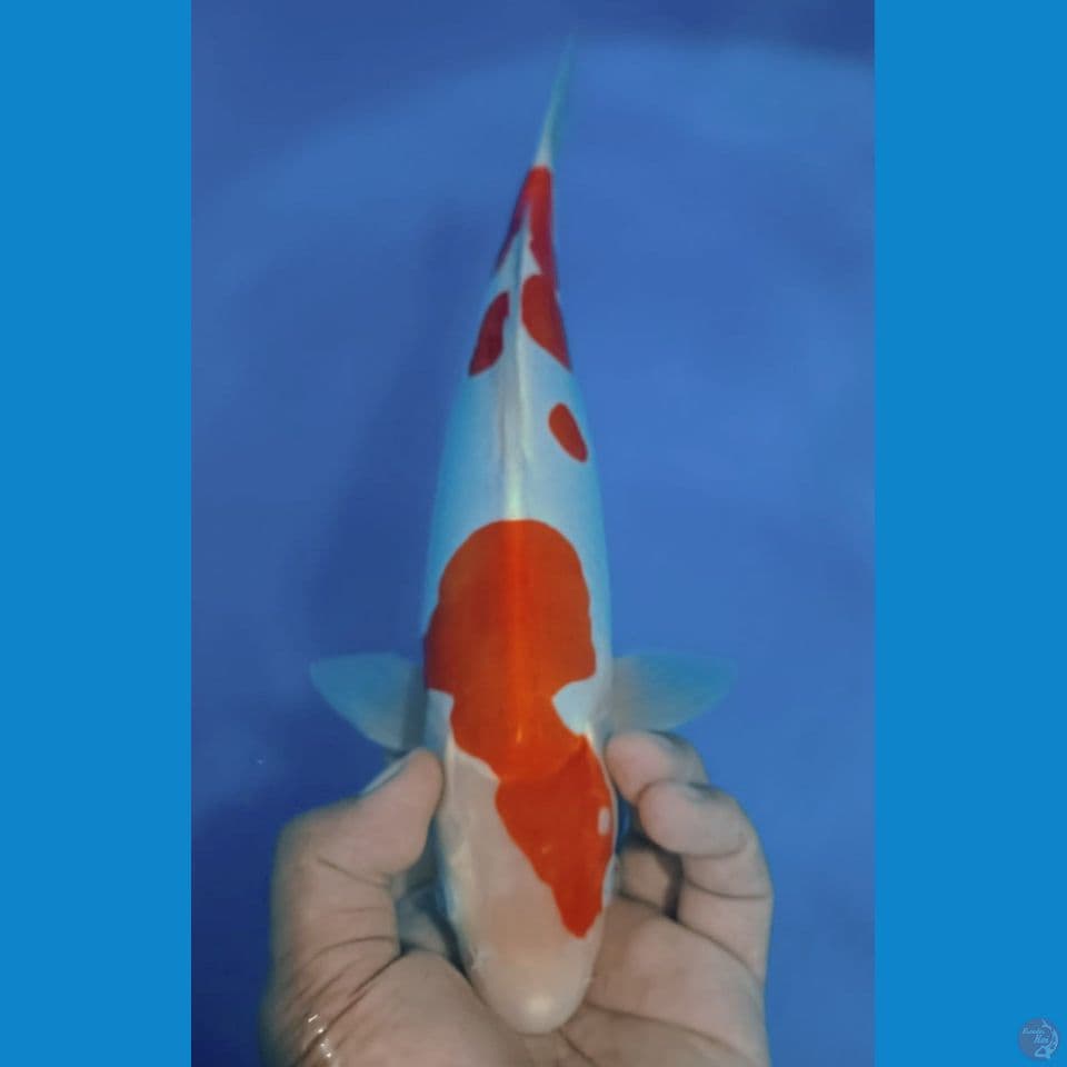 DOITSU 33CM