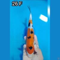 Showa Doitsu 26Cm