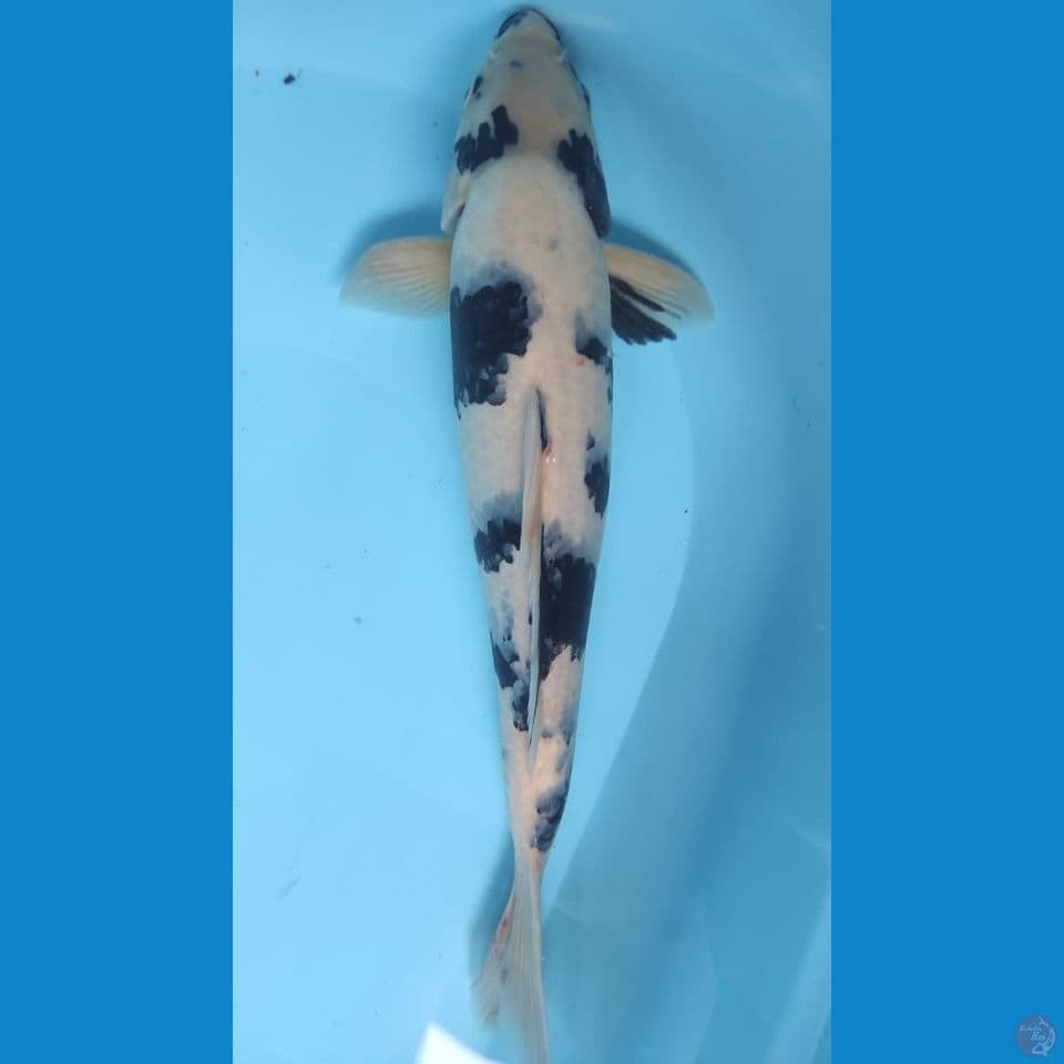 shiro 40cm