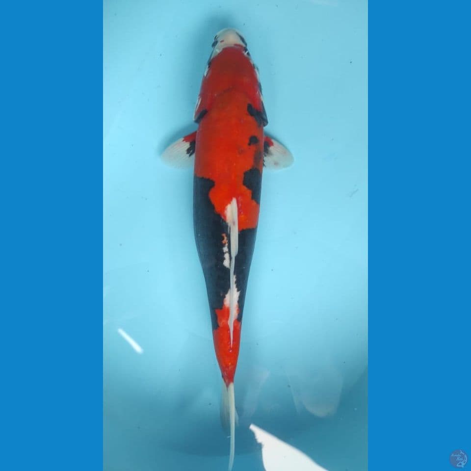 beny kumon 40cm jantan
