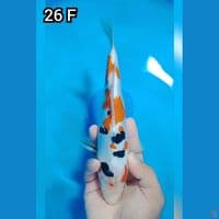 Kindai Showa Doitsu 26Cm