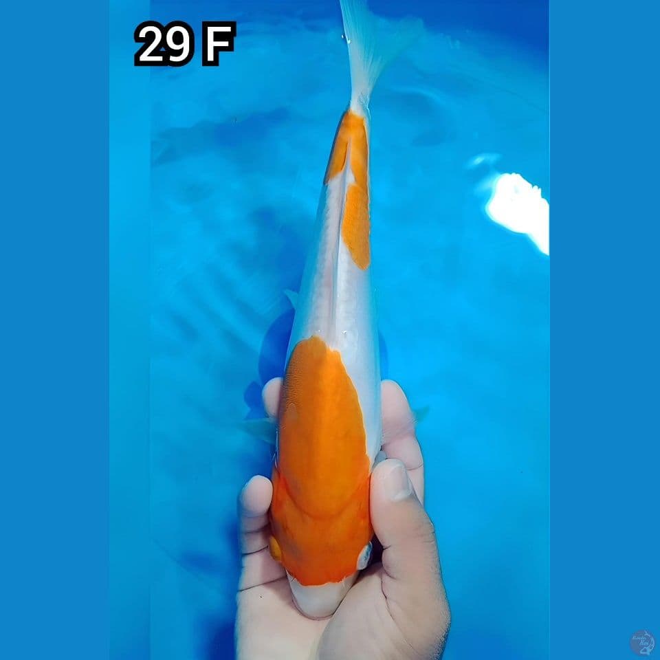 Ai Goromo Doitsu 29Cm