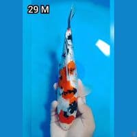 Showa Ginrin 29Cm