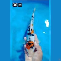Kindai Showa Doitsu 30Cm