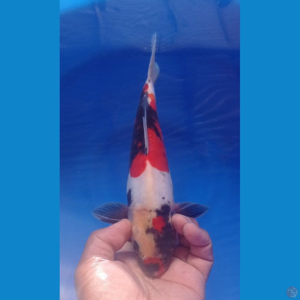 SHOWA DOITSU 30CM