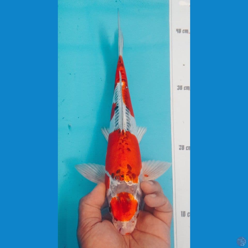 KIKO 34CM