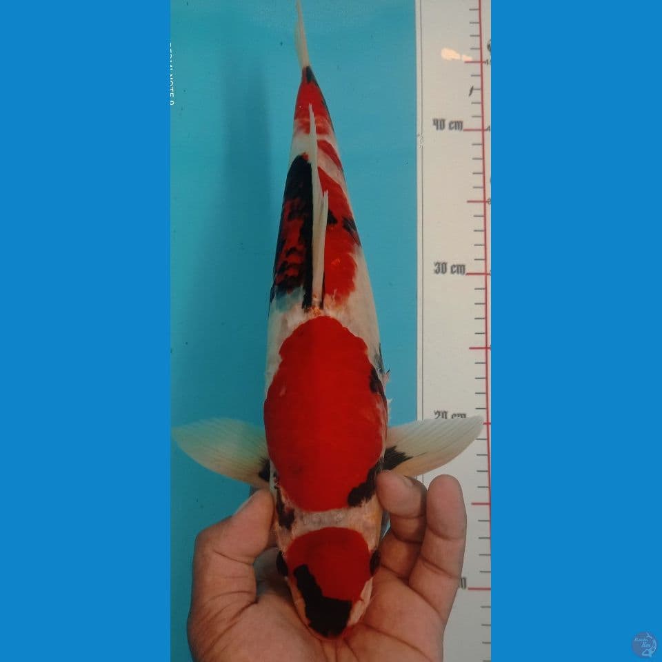 SHOWA 40CM
