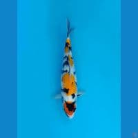 Showa NGAR 37CM