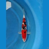 Sanke subosumi 30cm