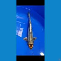 TANCO NAGA 28CM (MALE)