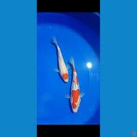 duo kohaku 25cm
