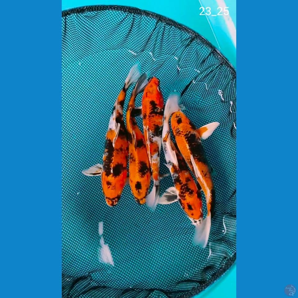 kin showa 23_25cm