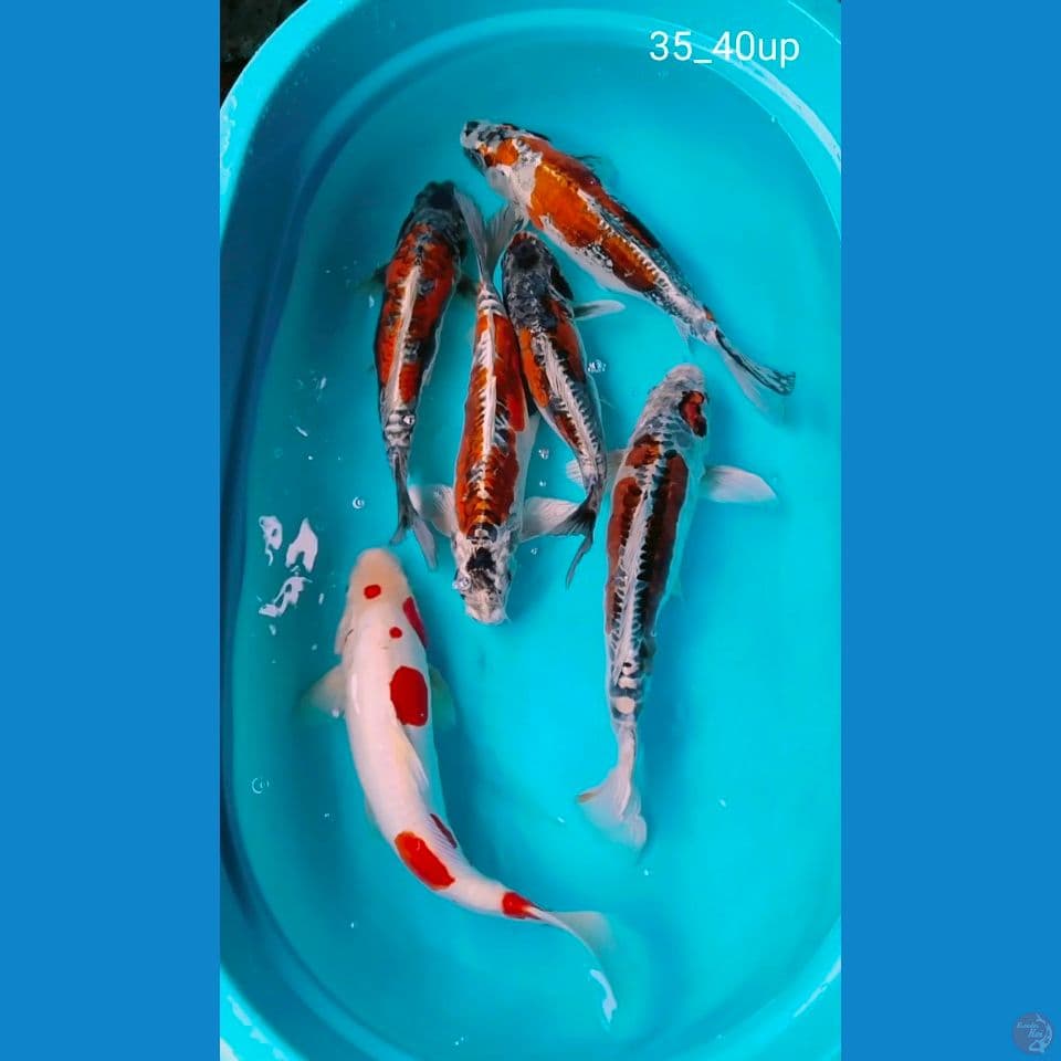 benikiko 35_40cm