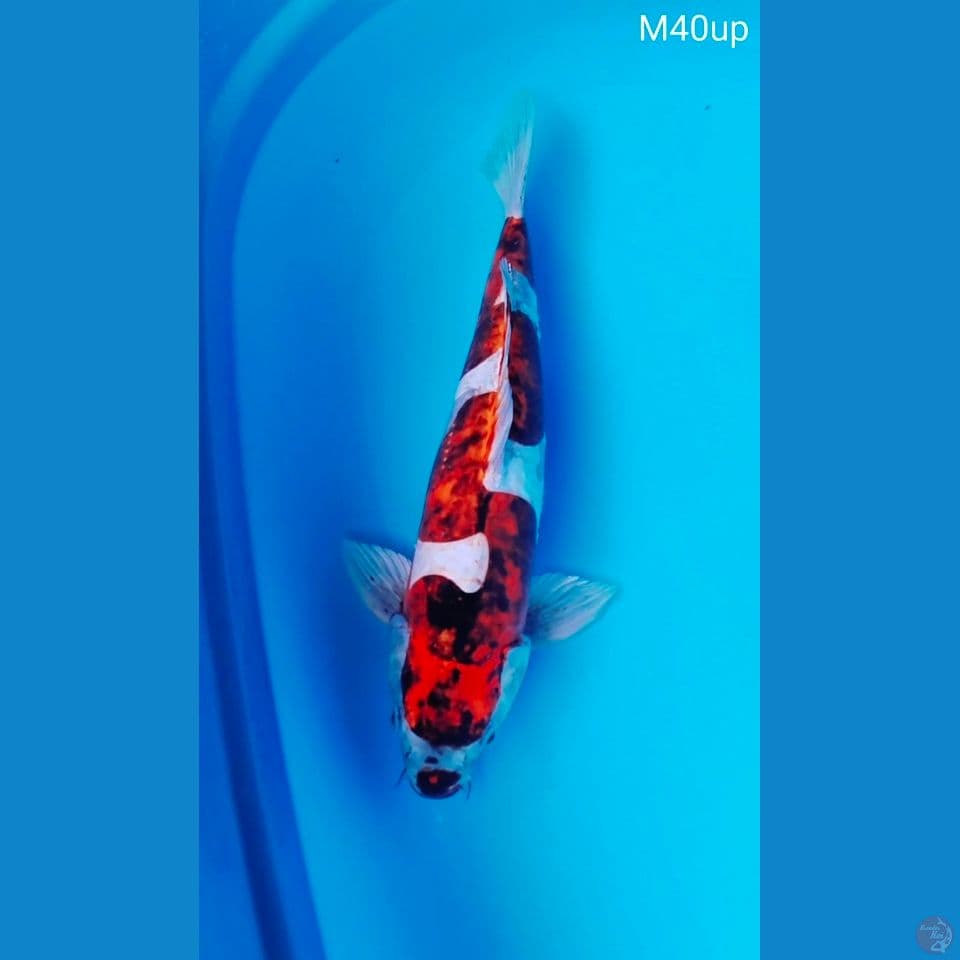 benikiko male 40up