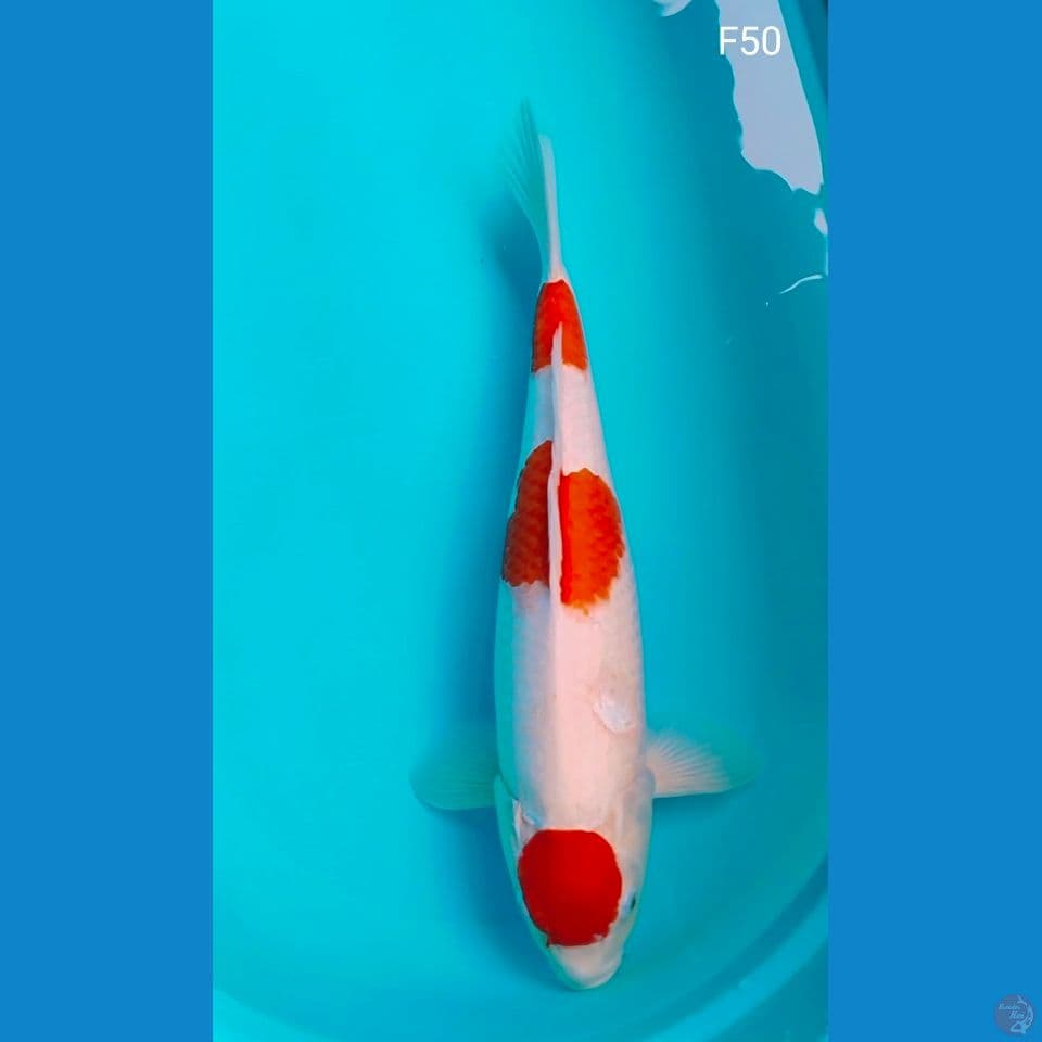 maruten kohaku fimale 50cm