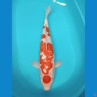 MARUTENN KOHAKU 55 CM