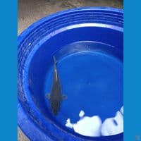 Soragoi KKF Ring Super Calon Badak Air 28cm™