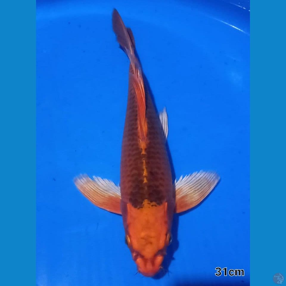 MATSUBA KUMPAI 31CM MALE
