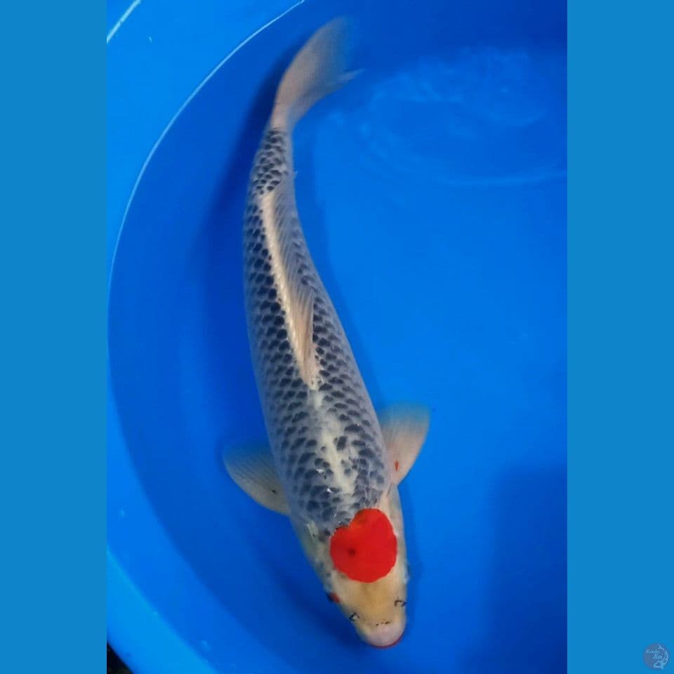 TANCHO JUMBO 47CM