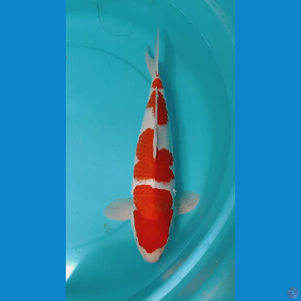 kohaku Quality cut 2minggu