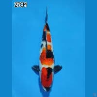 SHOWA SANSHOKU 27CM