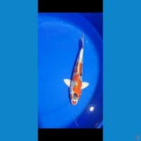 kujaku 32cm (male)