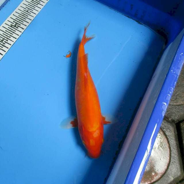 AKA HAJIRO DOITSU 30CM