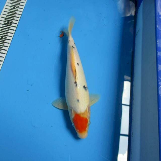 TANCHO SANKE 29CM