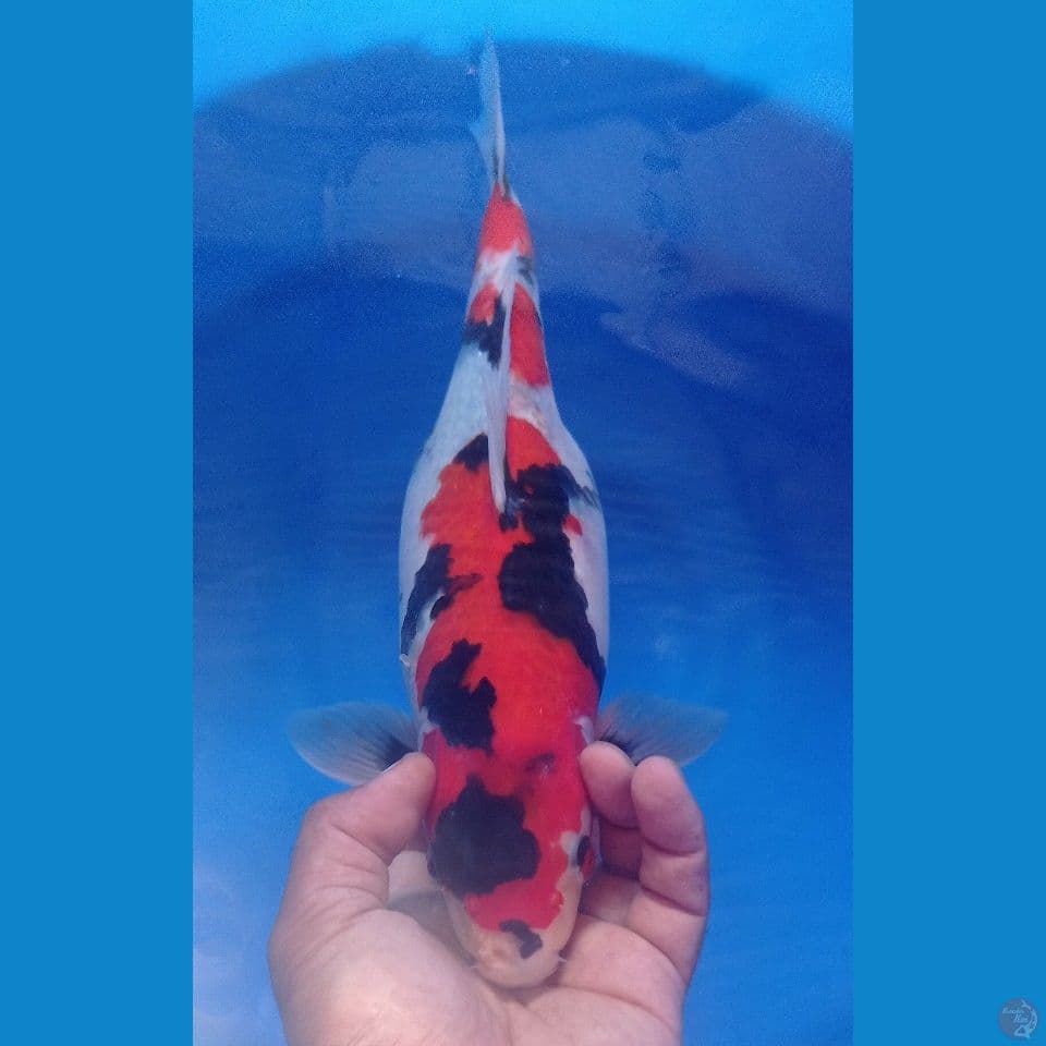 SHOWA 38CM