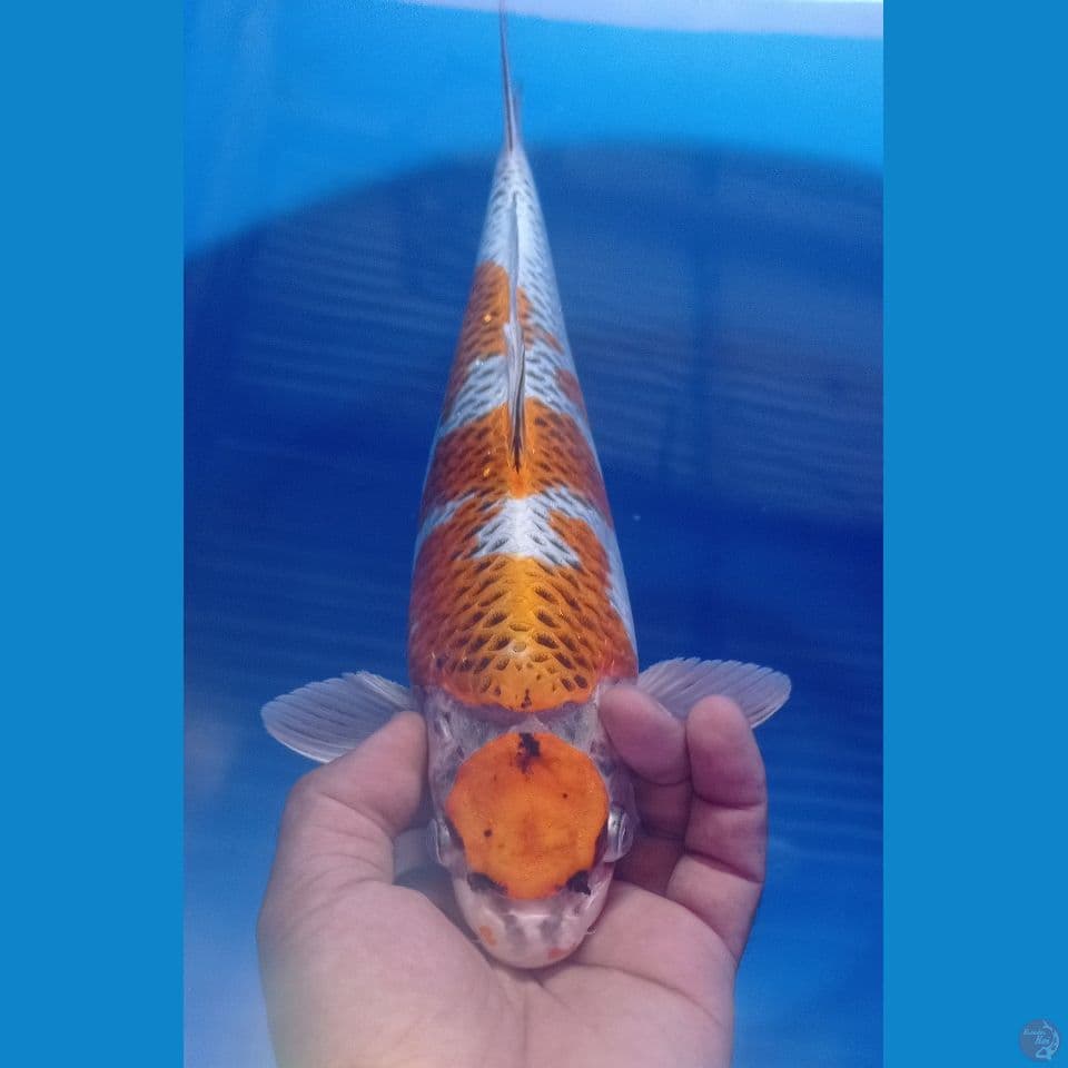 MARUTEN KUJAKU 35CM